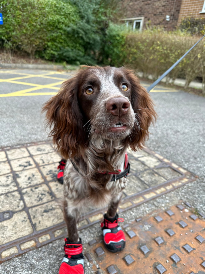 Fire dog Giddy in her protection boots