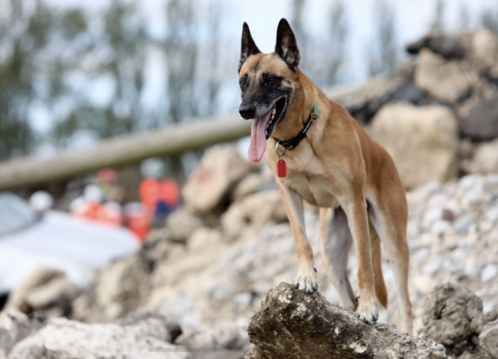 Search and Rescue Dog Cara, standing on some rocks.