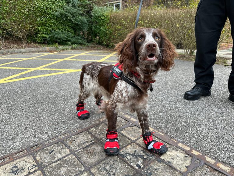 Fire dog Giddy stood in her paw protection boots