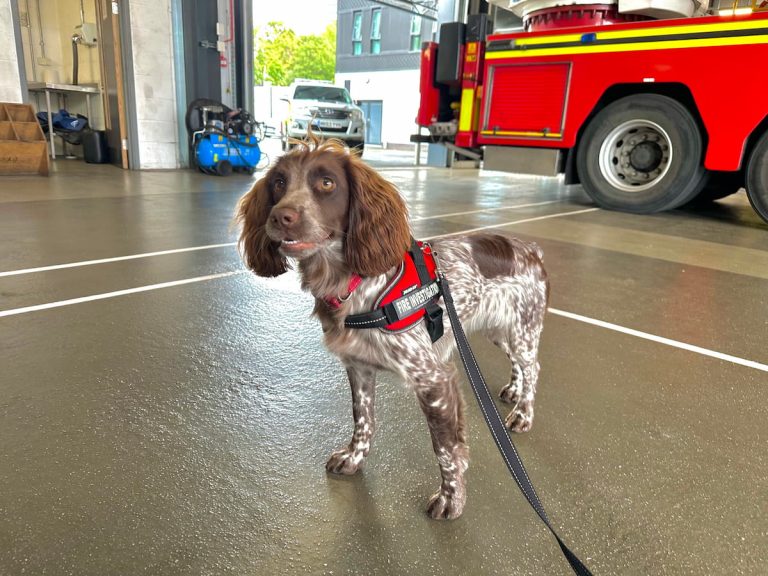 Giddy, the fire investigation dog stood in the engine house of a fire station.